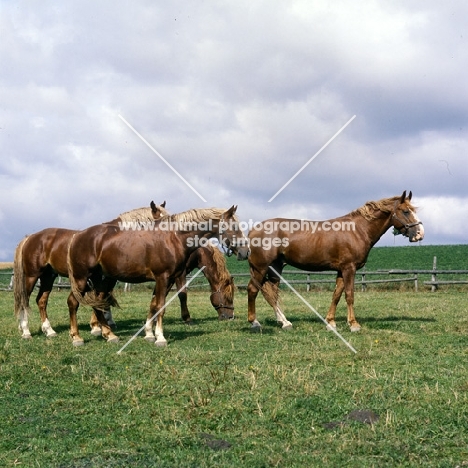 Hjelm, Martini, Rex Bregneb, Tito Naesdal four Frederiksborg stallions in field