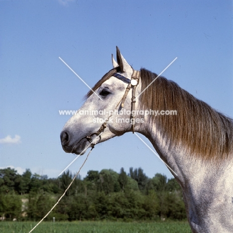 lokai horse at dushanbe