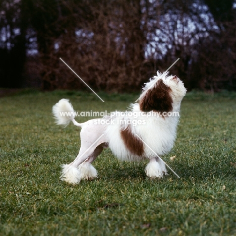 lowchen standing on grass looking upwards