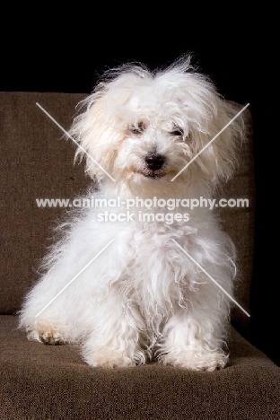 young Bichon Frise dog on chair