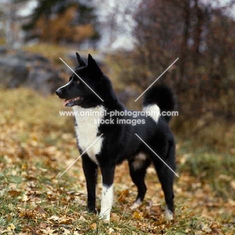mostodalens centre,  carelian bear dog standing in a forest