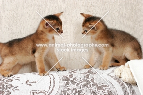 two ruddy Abyssinian kittens looking at each other