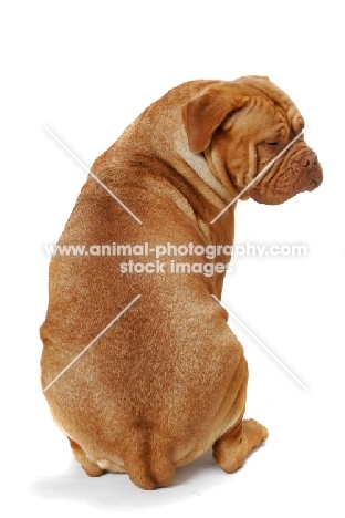 Dogue de Bordeaux back view