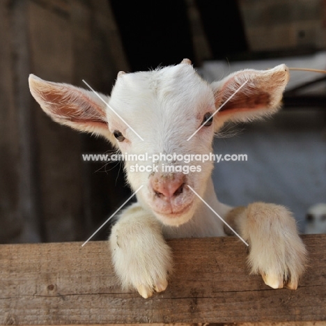 cute goat kid looking over fence