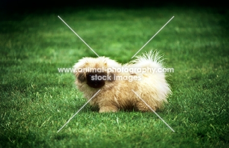 pekingese puppy from belnap kennels