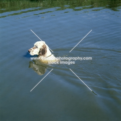 english setter swimming in lake