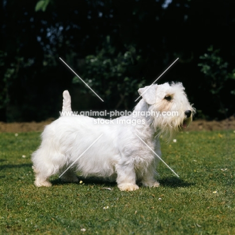 sealyham terrier from torset kennels