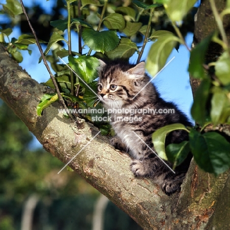 brown tabby long hair kitten up a tree