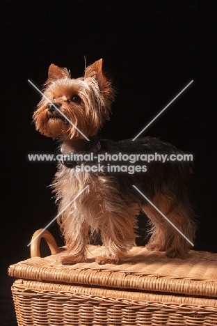 Yorkshire Terrier on basket