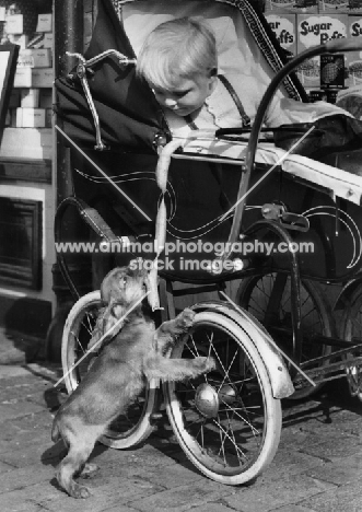 puppy eating sausages from pram