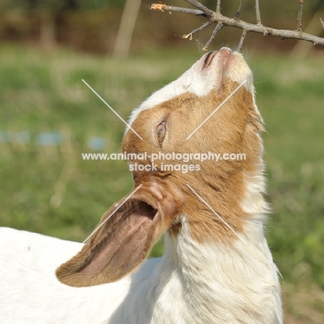 Boer Goat nibbling at branch