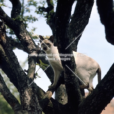 ch reoky shim-way, chocolate point siamese cat