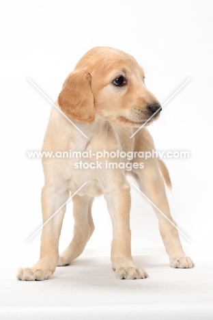 Saluki puppy standing on white background