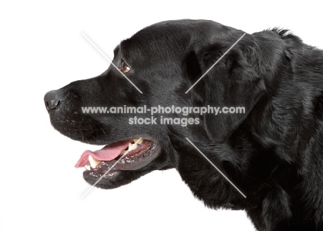 black Labrador Retriever on white background, profile
