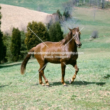 cold saturday blarney ben don, morgan horse in usa, traditional morgan