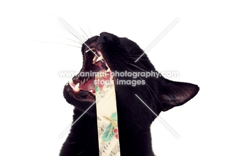 Black cat chewing on nail file