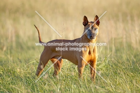 Thailand Ridgeback in field