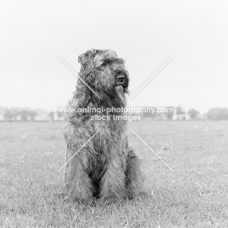 bouvier des flandres