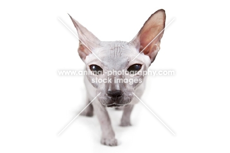 rare blue Peterbald cat