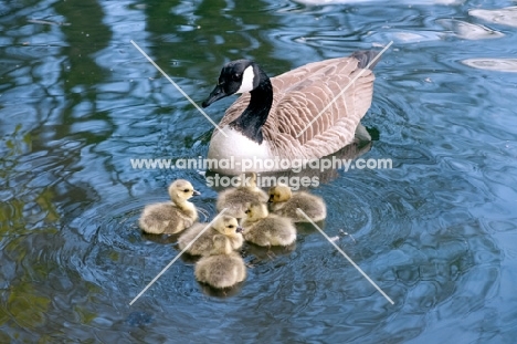 Canadian goose protecting young