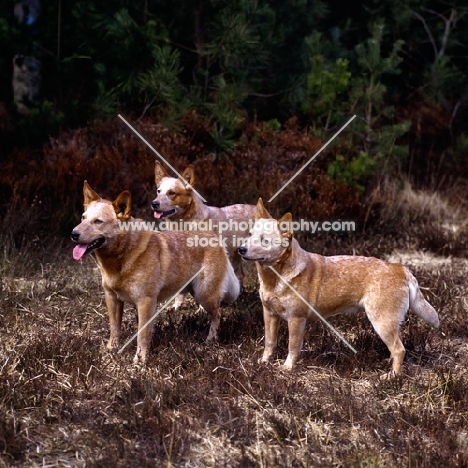 formakin kulta, formakin brolga & another formakin, three australian cattle dogs