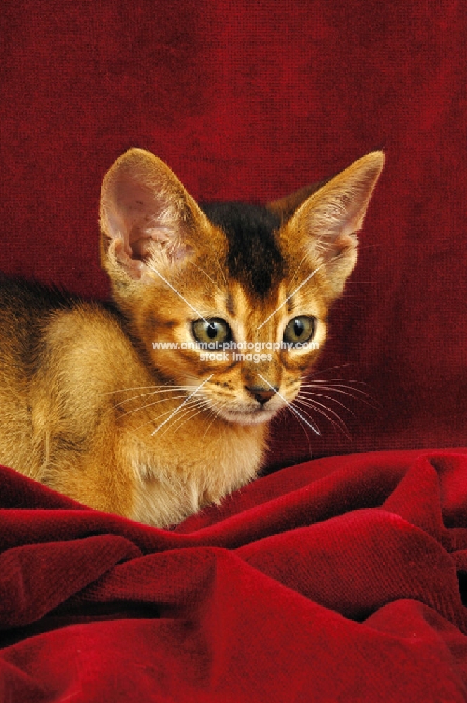 usual coloured abyssinian kitten