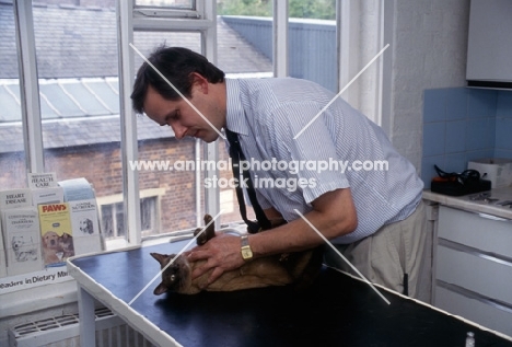 vet, neil forbes, examining a seal point siamese cat 