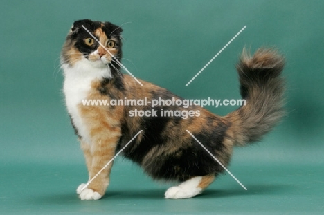 Tortoiseshell & White Scottish Fold, side view