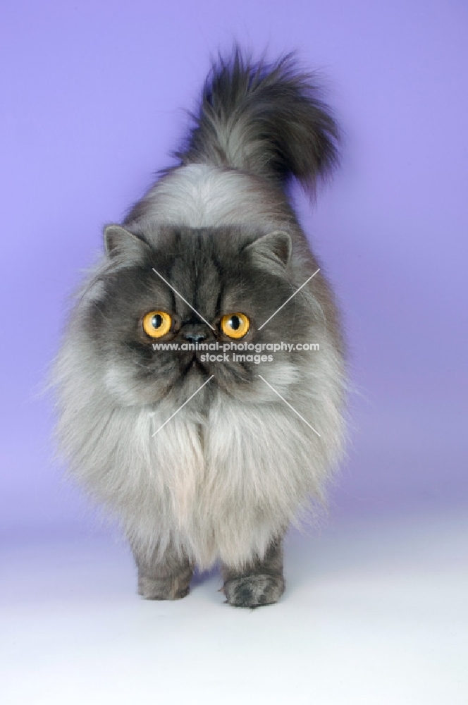 black smoke persian cat, front view