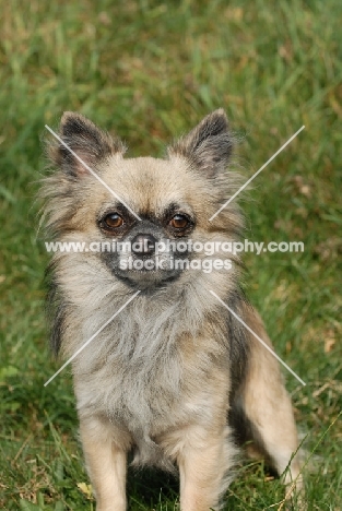 longhaired Chihuahua looking at camera