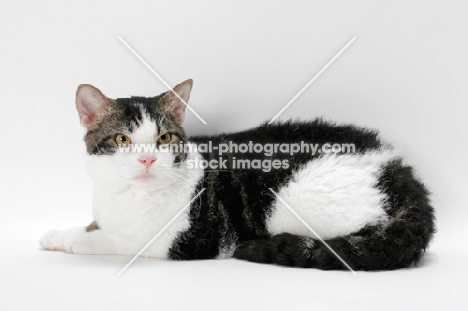 American Wirehair cat, Brown Classic Tabby & White coloured, lying down