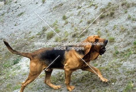 ch barsheen magnus (mag) bloodhound running uphill