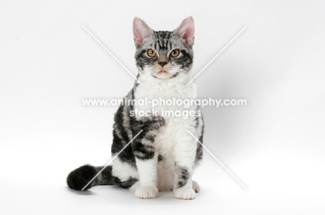 American Wirehair cat, Silver Classic Tabby & White coloured