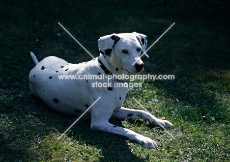 dalmatian lying on grass