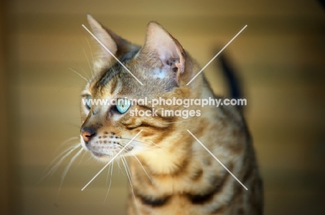 close-up of bengal cat