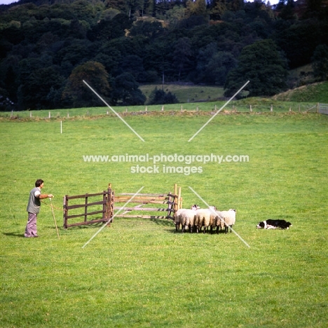 david ogilvie & jim, border collie penning sheep on 'one man and his dog' , lake district