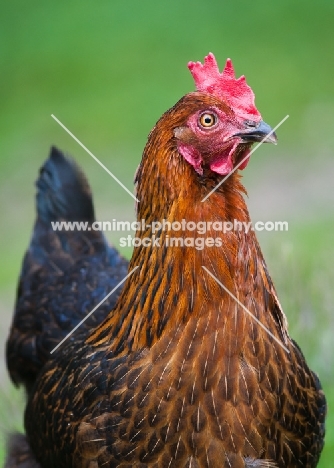 Chicken portrait