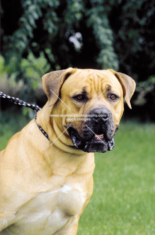 Boerboel South African guard dog