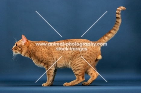 Ocicat side view, cinnamon spotted tabby colour