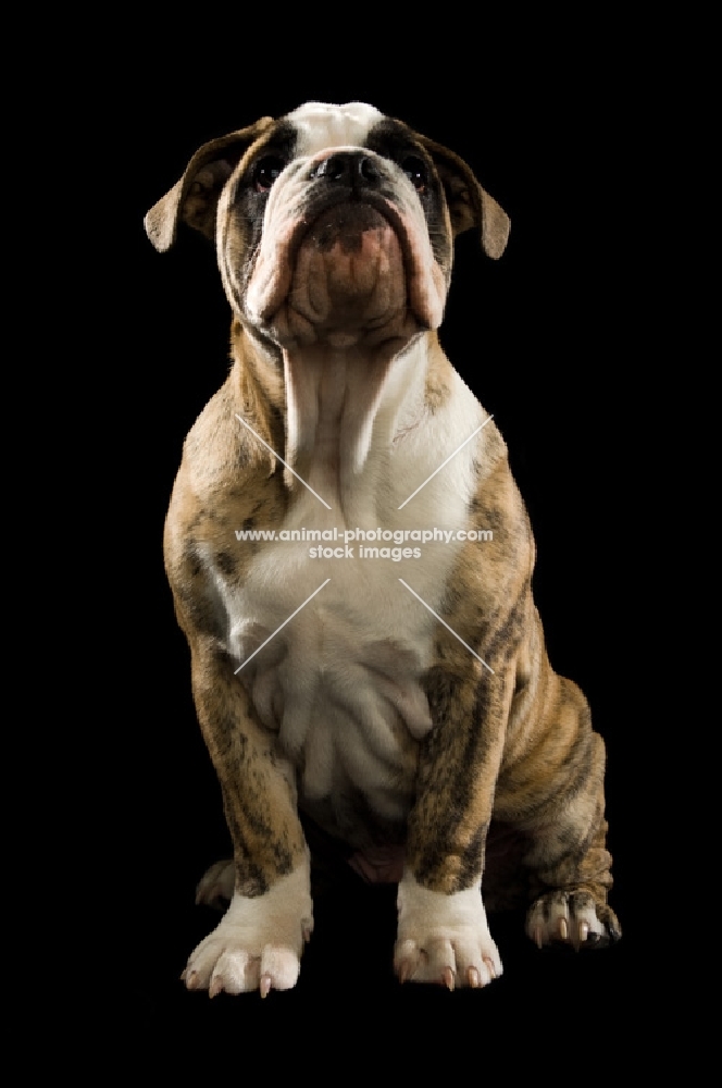 bulldog sitting isolated on a black background