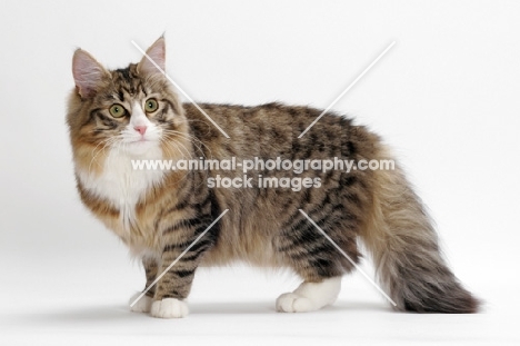 Norwegian Forest standing, Brown Mackerel Tabby & White