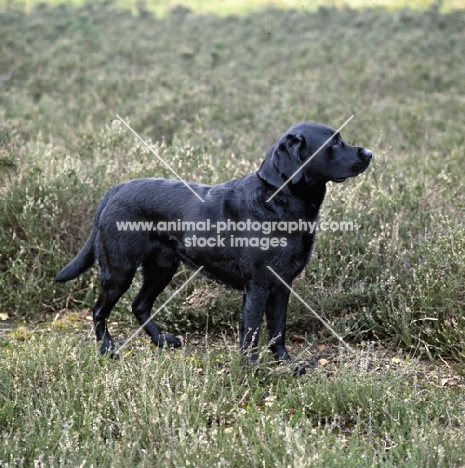 black labrador standing in heather, a grey scene