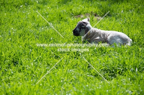 Swifter lamb lying down