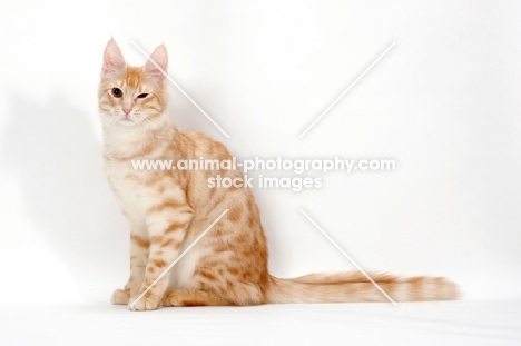 Turkish Angora cat winking, red silver tabby colour