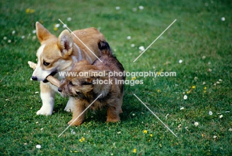 norfolk terrier and pembroke corgi puppy playing with a stick