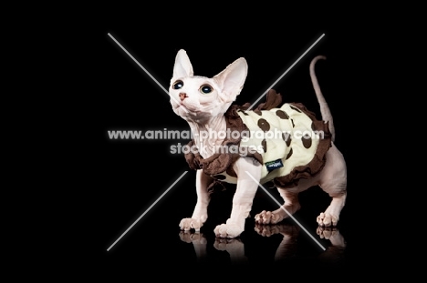 dressed up hairless Bambino cat on black background, looking up