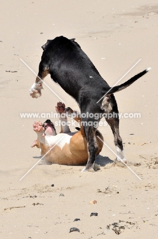 Bull Terrier playing on the beach
