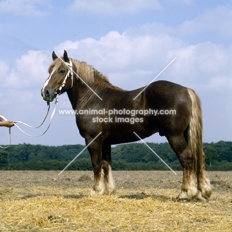 schleswig stallion