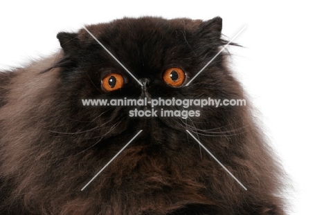 black Persian portrait