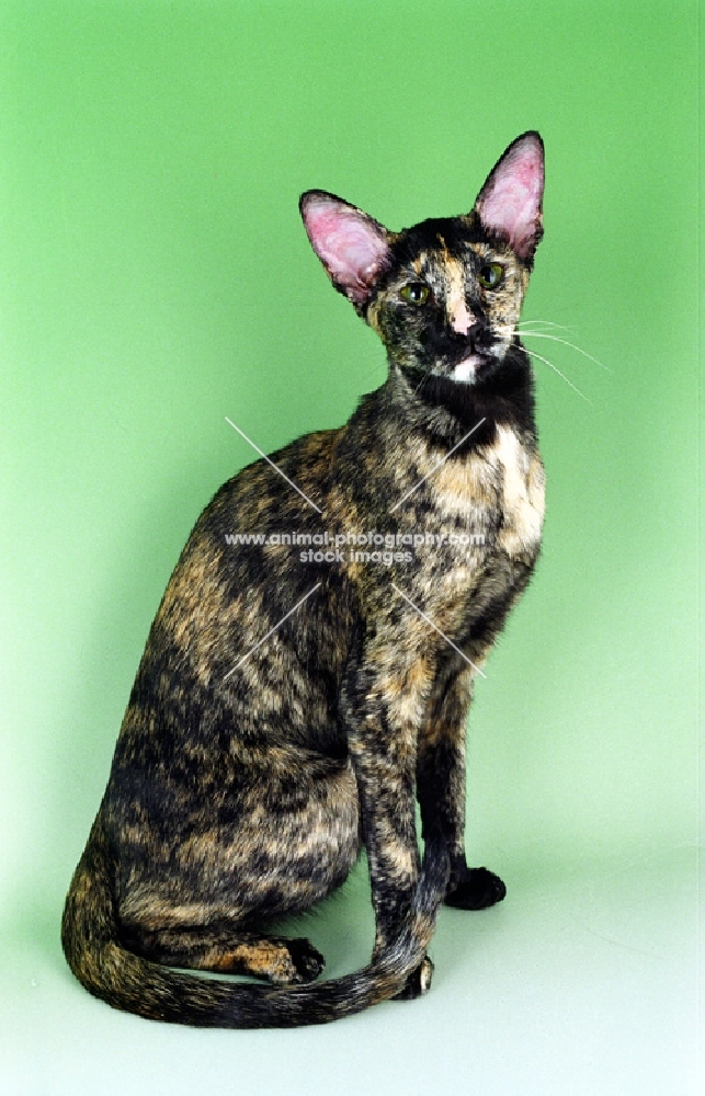 tortie Oriental Shorthair cat sitting on green background